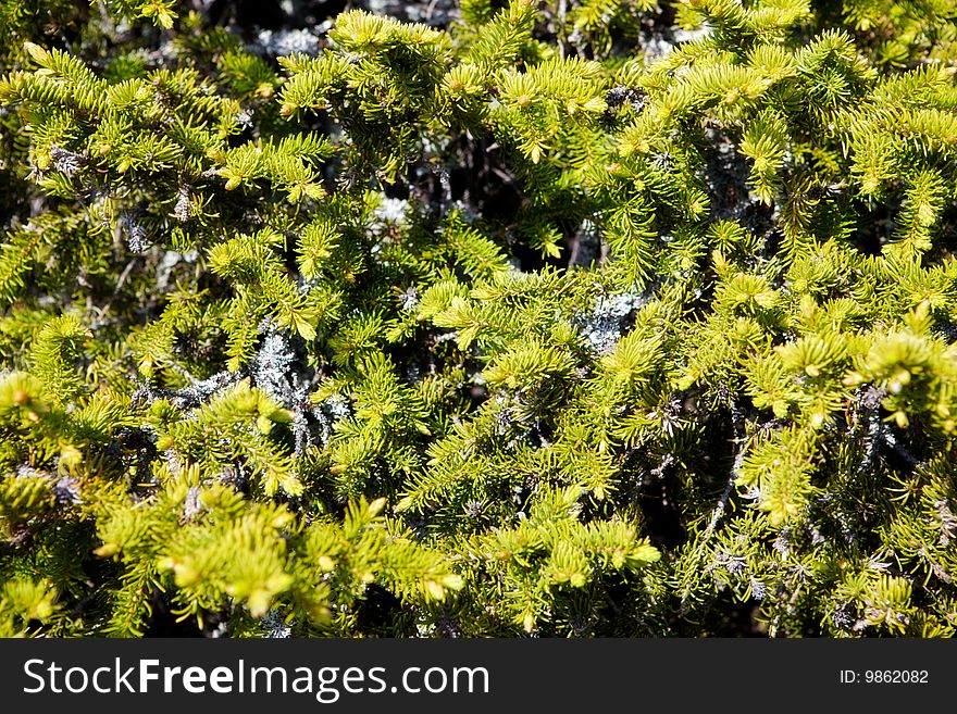 Background of branches a spruce. Background of branches a spruce