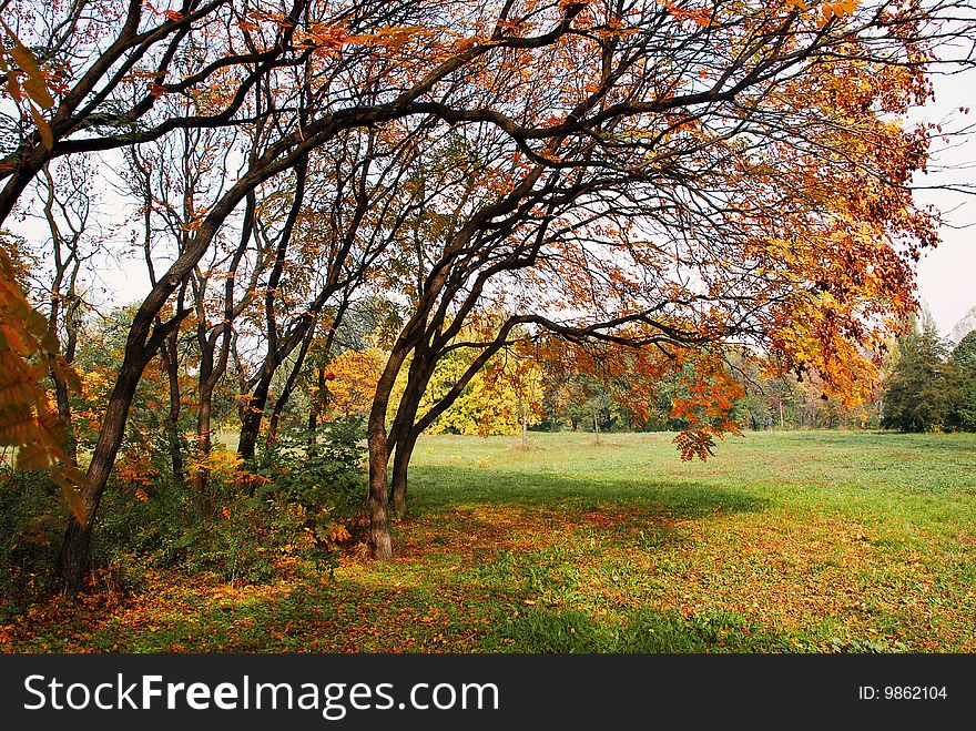 Autumn trees yellow leaves in park over green grass. Autumn trees yellow leaves in park over green grass