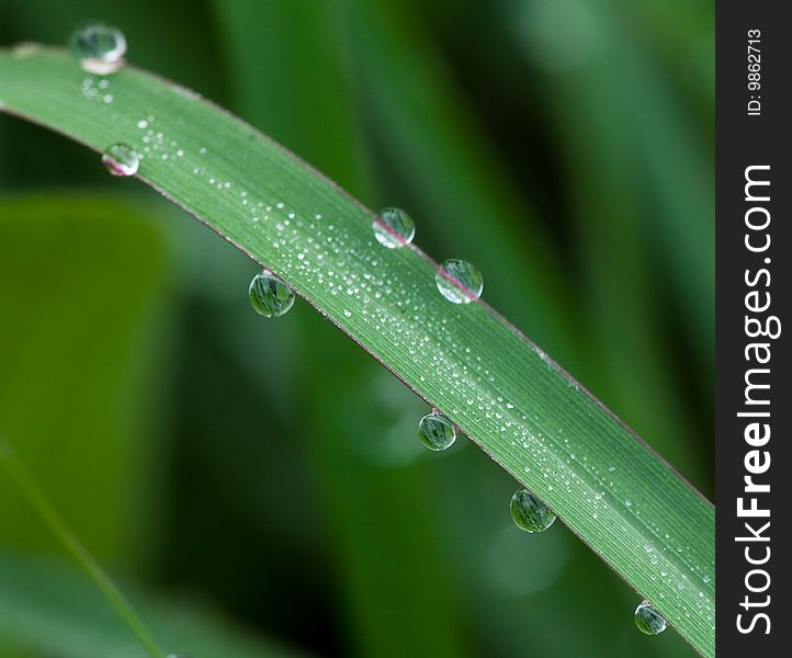 The leaf with the dew in the morning. The leaf with the dew in the morning