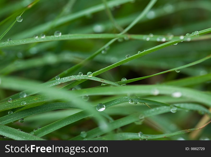 The leaf with the dew in the morning. The leaf with the dew in the morning