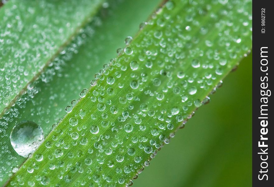 The leaf with the dew in the morning. The leaf with the dew in the morning