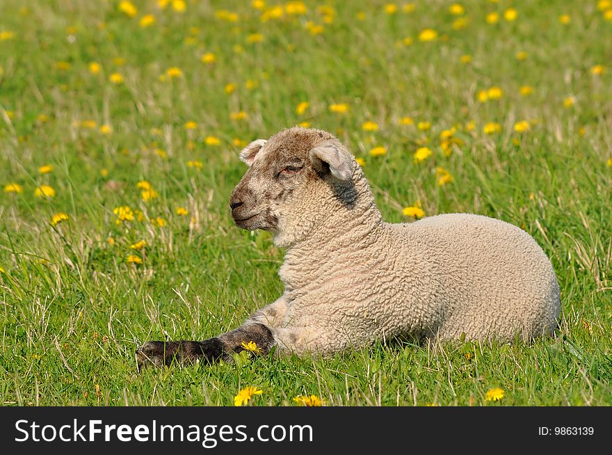 Young lamb and dandelions are spring and summer. Young lamb and dandelions are spring and summer.