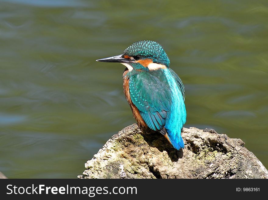 Bird kingfisher is always staying near the river wher is fishing small fishes. Bird kingfisher is always staying near the river wher is fishing small fishes.