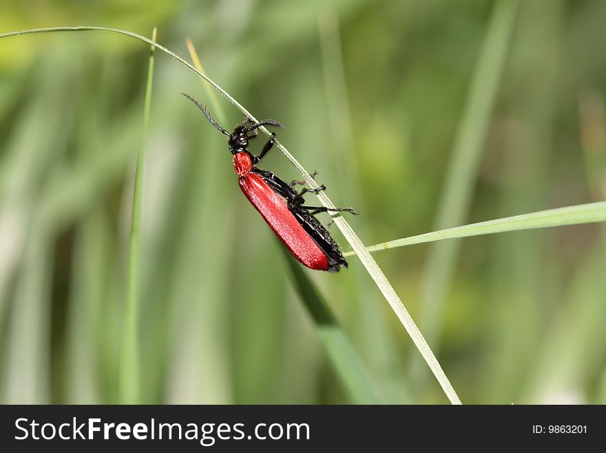 Red bug on a green grass leaf