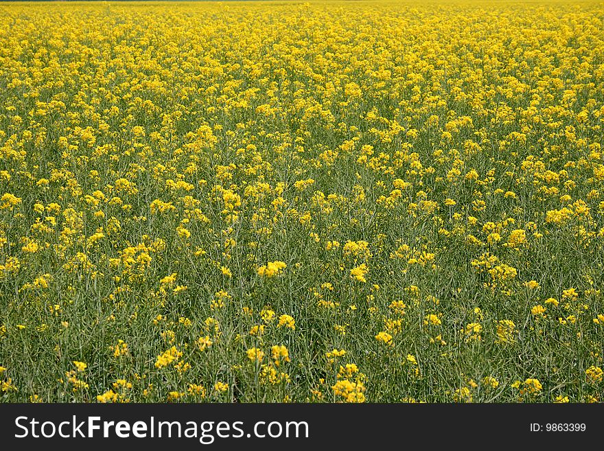 Spring landscape of a field with yellow flowers