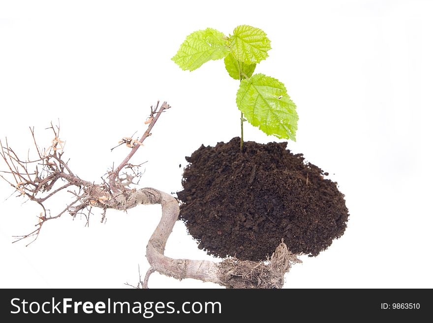 Young tree growing from the ground next to old one. Young tree growing from the ground next to old one