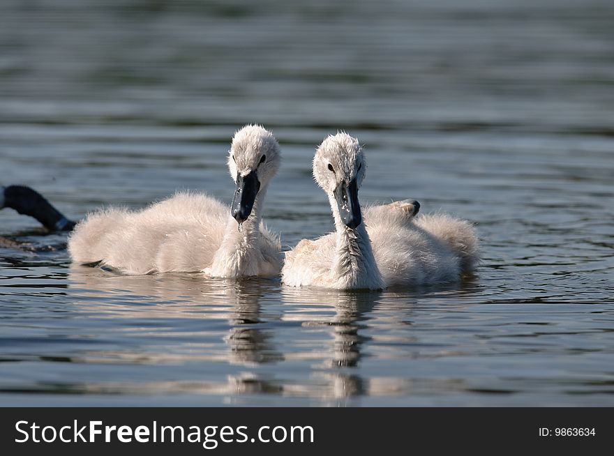 Two swan baby in water