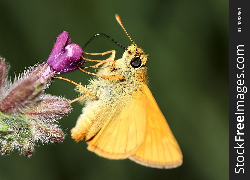 Wonderful yellow butterfly with closed wings on purple flower. Wonderful yellow butterfly with closed wings on purple flower