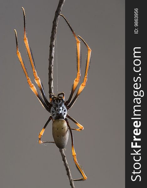 Goldern Orb Weaver Spider