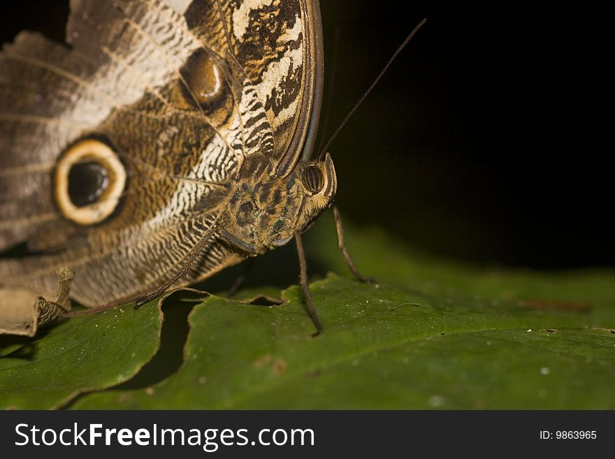 Macro of Owl butterfly