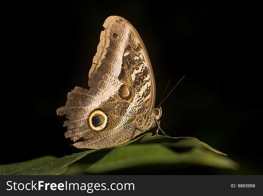 Macro Of Owl Butterfly