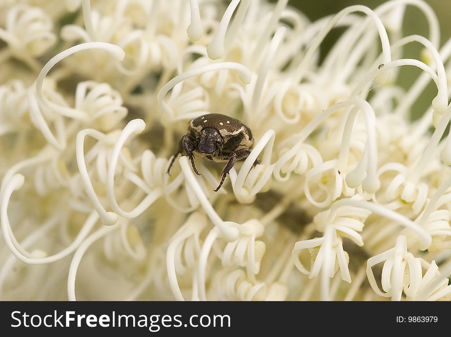 Beetle Amongst Flower