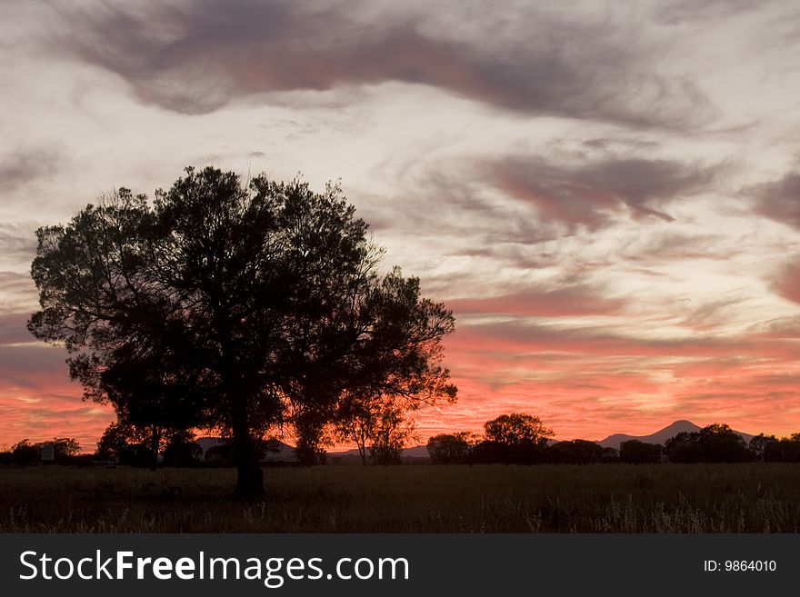 Silhouette of a tree against a wispy cloud sunrise. Silhouette of a tree against a wispy cloud sunrise