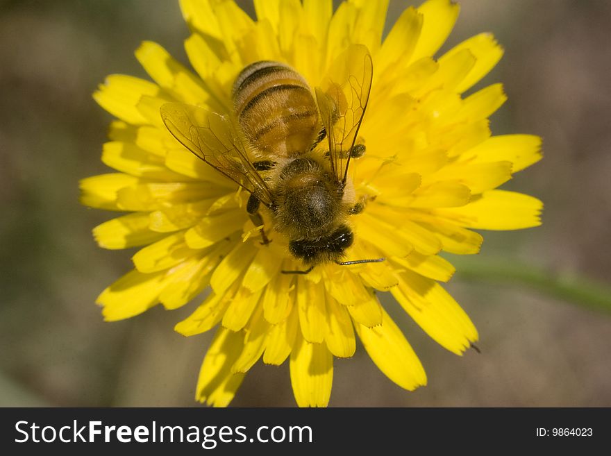 Bee in yellow flower macro