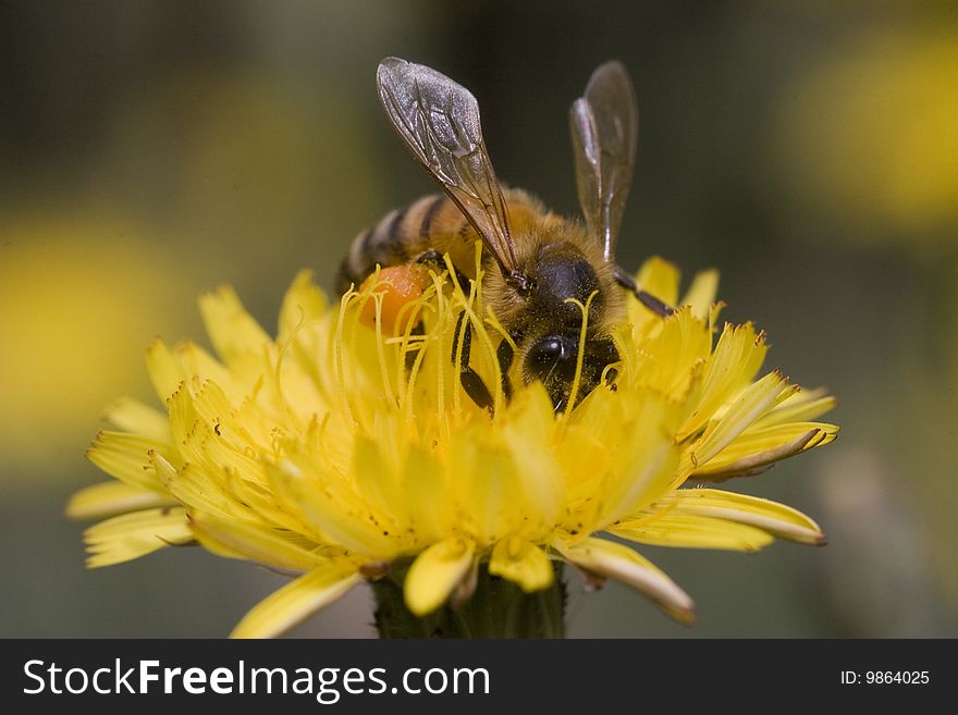 Macro oblique view of bee collecting pollen from yellow flower. Macro oblique view of bee collecting pollen from yellow flower