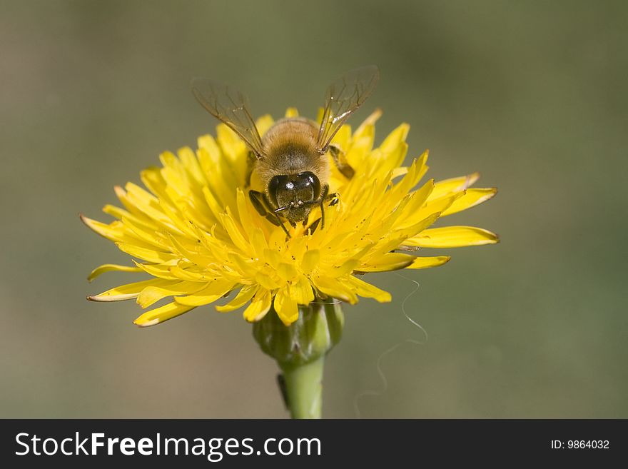 Bee in yellow flower macro
