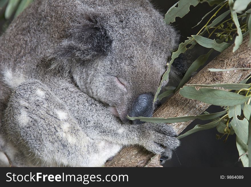 Closeup of a sleeping koala on leafy branch. Closeup of a sleeping koala on leafy branch