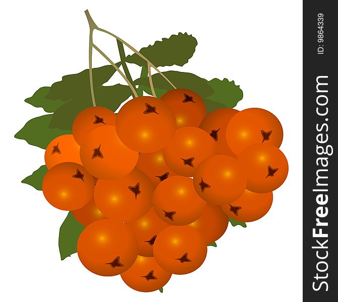 Detalised illustration of orange ashberry with leaf over white. Detalised illustration of orange ashberry with leaf over white