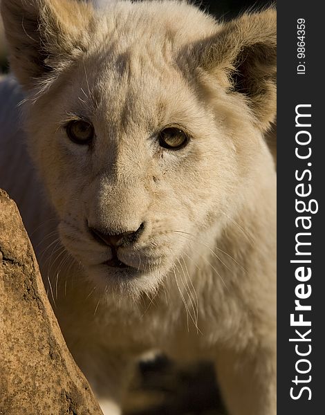 Threatening stare from a white lion cub