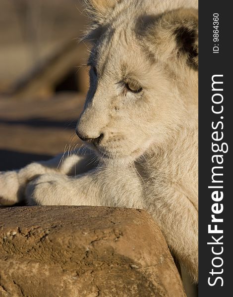 Close-up of a white Lion cub stretched up onto a rock