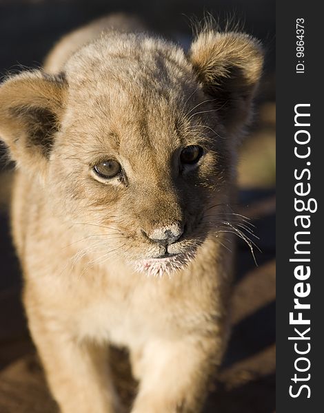 Close up of cute gazing lion cub. Close up of cute gazing lion cub