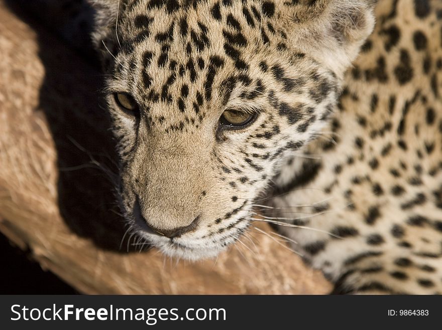 Close up of a Leopard's intense stare