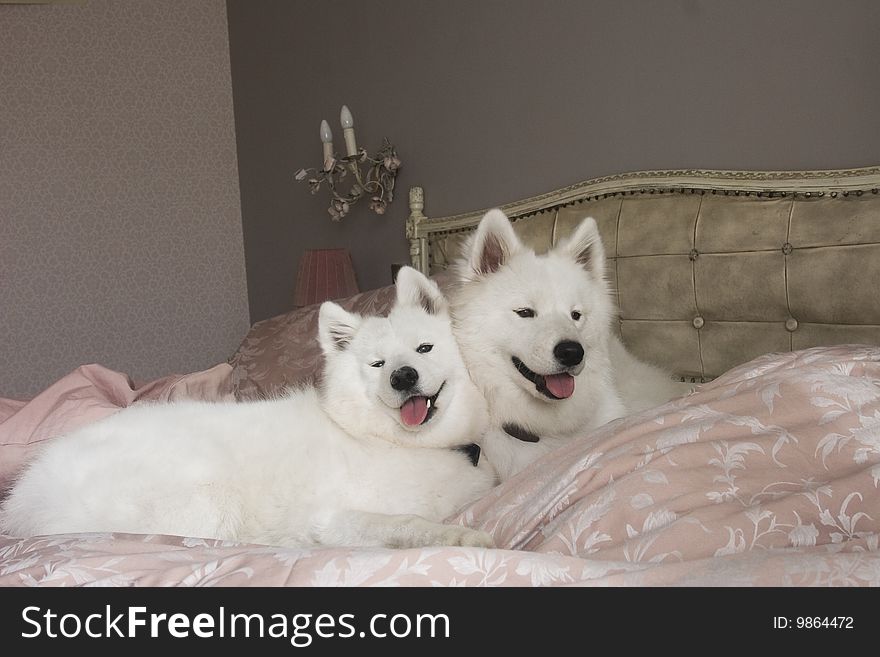 Two fluffy cuddly Samoeyeds posing on a bed
