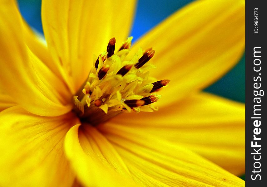 Closeup of a yellow flower against blue