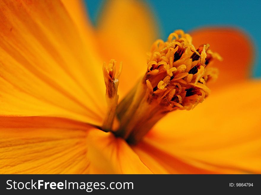 A closeup of an orange flower