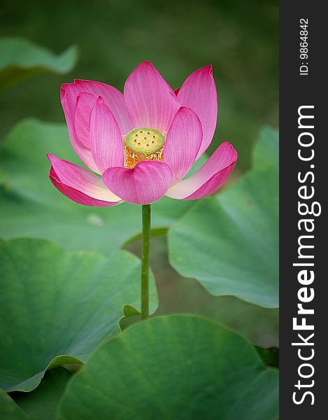 Pink lotus blooming with green leaves.