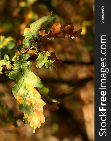 Autumn leaf coloured in branch