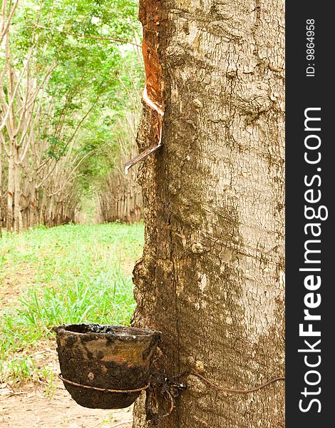 Para Rubber Tree Gerdenning In Thailand