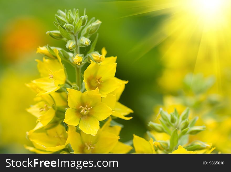 Beautiful yellow flowers on a green field