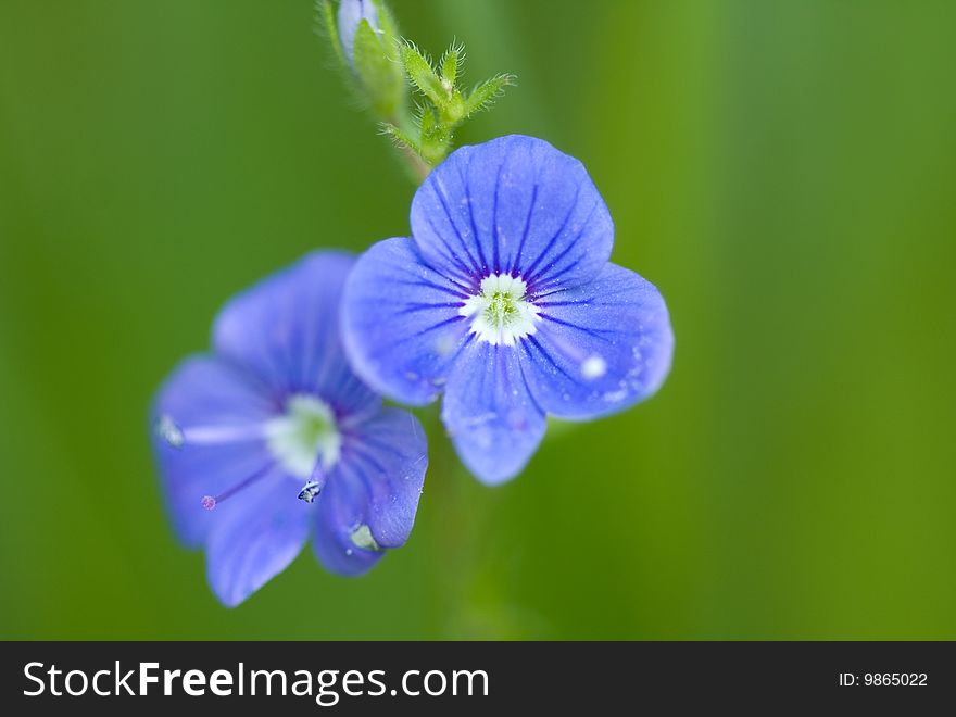 Blue flowers on background green grass