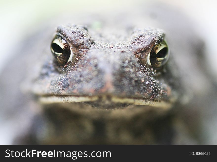 A macro shot focused on the toads eyes. A macro shot focused on the toads eyes