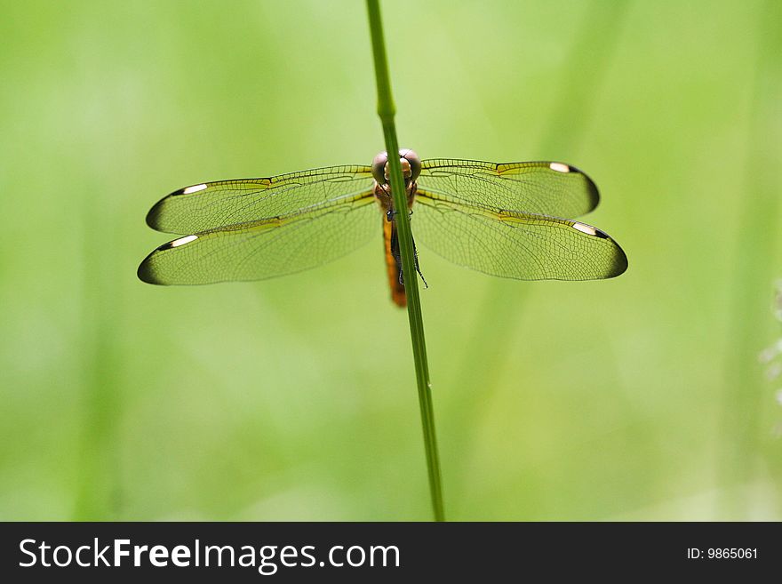 A macro shot focusing on the wings of a dragonfly that is resting on a blade of grass. A macro shot focusing on the wings of a dragonfly that is resting on a blade of grass