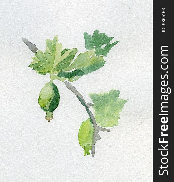 Unripe gooseberries on a brunch