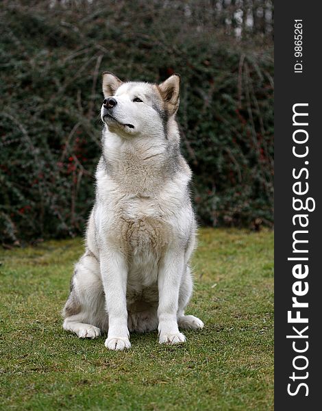 Alaskan malamute