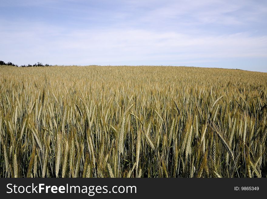 Farm. A rye field. Summer. Maturing time. Ears of grain culture