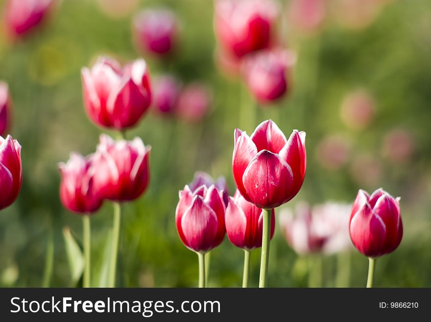 Bright red with white tulips