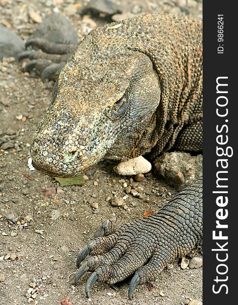 Endangered giant Komodo dragon looking for food. Endangered giant Komodo dragon looking for food