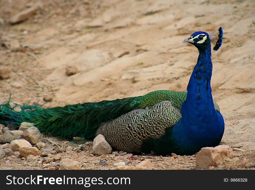 Beautiful peacock sitting on the rock India
