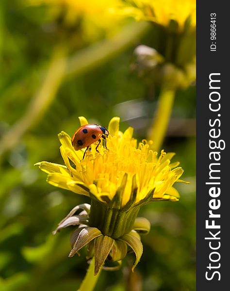 Beautiful yellow dandelion with ladybug on it