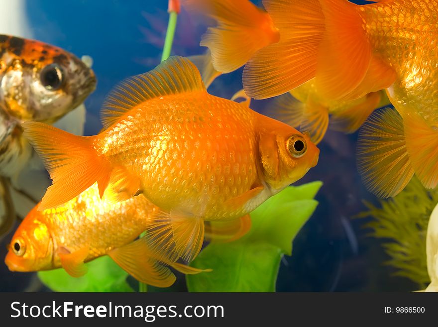 Tropical aquarium fish in blue water