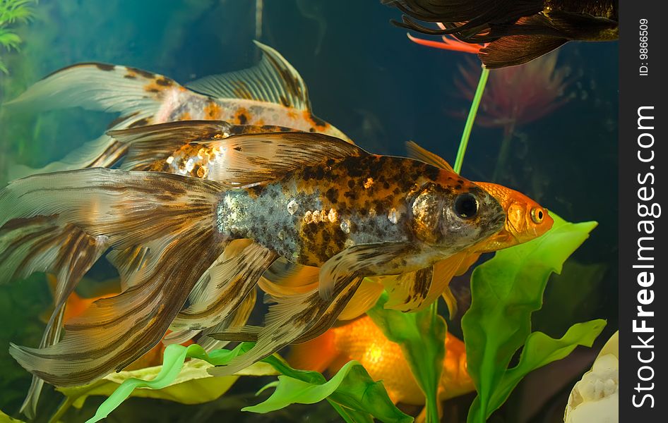 Tropical aquarium fish macro shot