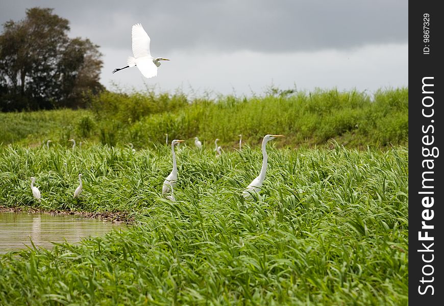 Egrets