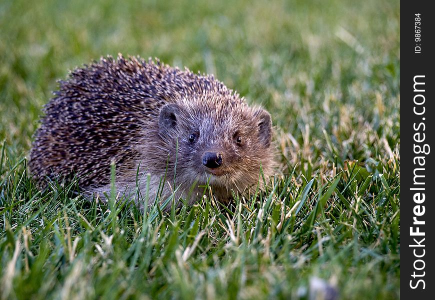 Hedgehog in the garden looking to the food. Hedgehog in the garden looking to the food
