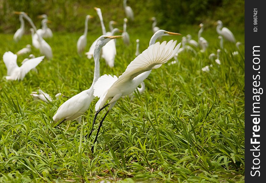 Photo of many white herons, Venezuela, River Orinoco. Photo of many white herons, Venezuela, River Orinoco