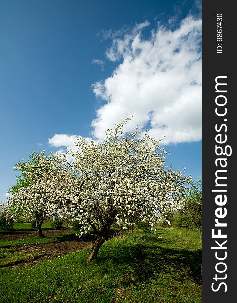 Apple tree in blossom by springtime on the cloudy blue sky background