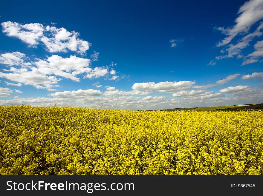 An image of a yellow field and blue sky